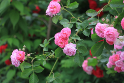 <b>薔薇在我國的種植曆史和文獻記載，薔薇的種植與修剪介紹</b>