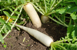 <strong>秋蘿卜田適用什麼樣的除草劑？</strong>