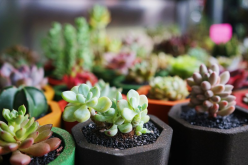 <strong>多肉植物為什麼會掉葉子？如何預防和治理？</strong>