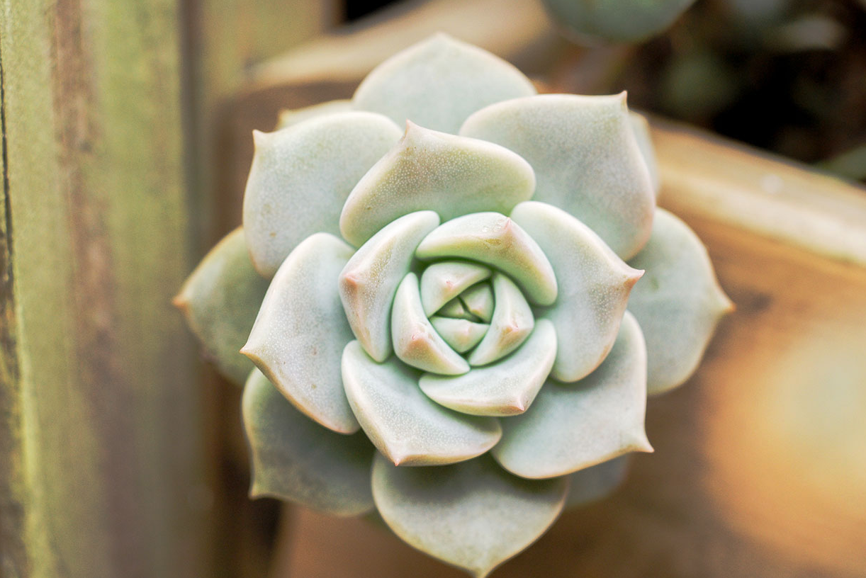 多肉植物為什麼會掉葉子?如何預防和治理?
