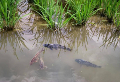 <strong>什麼叫稻田養魚？這種方式有什麼優點？</strong>