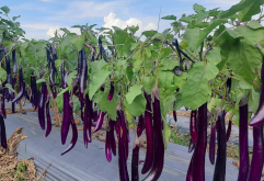 <strong>茄子為什麼不開花？種植過程種的注意事項介紹</strong>