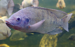 <strong>羅非魚的飼料飼料配方和植物性食物需要是什麼？</strong>