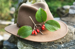 <strong>茱萸是什麼屬性的植物？種類主要有哪些？</strong>