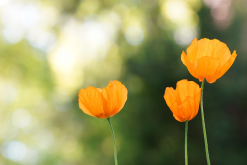 <strong>室內花卉有哪些益處？為什麼說室內花卉有益</strong>