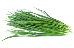 <strong>韭菜長的細是怎麼回事？韭菜的種植方法</strong>