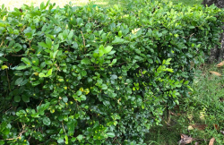 <strong>七裏香種植技術有什麼要求？怎麼去養護？</strong>