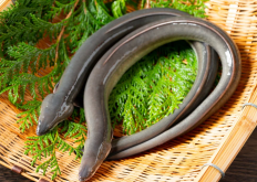 鰻魚的棲息環境是怎樣的？有什麼特征？