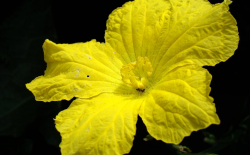 <strong>絲瓜隻有雄花沒有雌花的原因？ </strong>