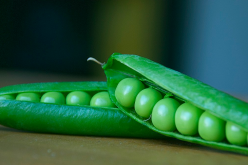 <strong>豆科植物為社麼富含蛋白質？</strong>