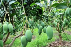 <b>芒果樹如何種植？生態特點是什麼？</b>