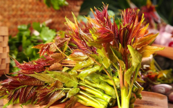 <strong>香椿種植的高產技術有哪些？需要什麼條件？</strong>
