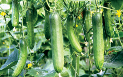 <strong>黃瓜茶黃蟎特點是什麼？有哪些防治技術？</strong>