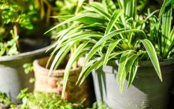 <strong>常見的吊蘭類植物有哪些？有什麼特點？</strong>