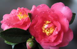 <strong>茶梅有花苞了能噴葉麵肥嗎？</strong>