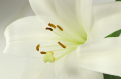 <b>百合花種球怎麼種？有哪些要求？</b>