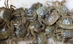<strong>河蟹脫殼期間管理技術分享，需要注意什麼？</strong>