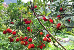 <b>我國楊梅的結果習性特點是什麼？</b>