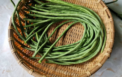 <b>種植長豆角的最佳時間分享，有哪些種植要求？</b>