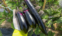 <strong>種植茄子為什麼要進行摘心？有什麼效果？</strong>
