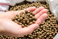 <strong>魚用顆粒飼料如何加工 工藝怎麼做？</strong>