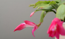 <strong>毛蟹爪蘭花期怎麼養？有哪些注意事項？</strong>