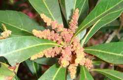 <b>楊梅樹疏花疏果有什麼作用或者好處？</b>
