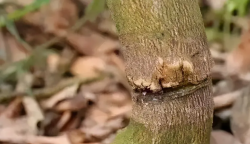 <strong>果樹環割促花是什麼意思？需要注意什麼？</strong>