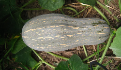 <b>蜜本南瓜產地和栽培技術介紹   </b>