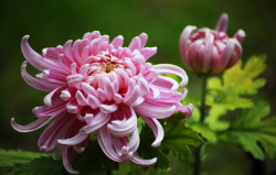 <strong>菊花扡插繁殖方法和養護技巧分享</strong>