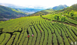 <strong>無性茶園是什麼意思？</strong>