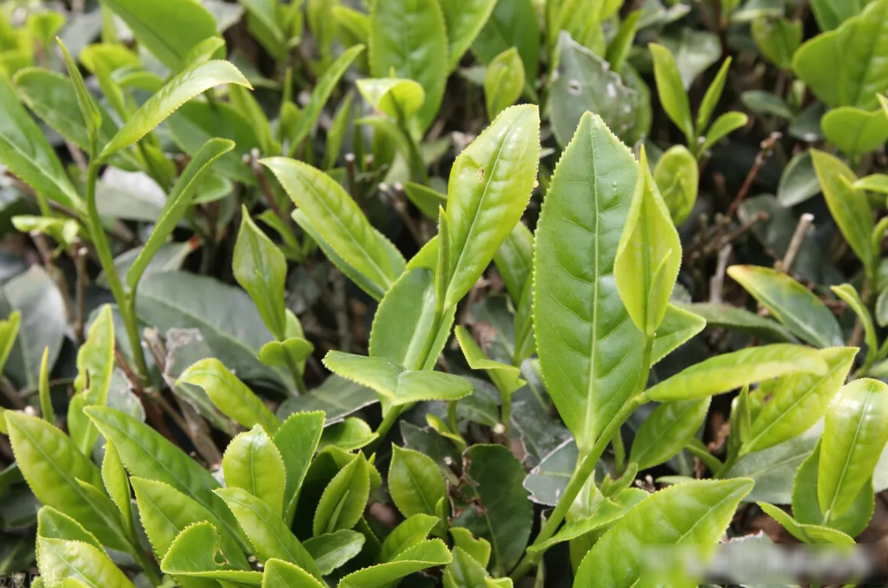 成年茶樹的標準是什麼?