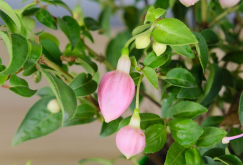 <strong>倒掛金鍾花在夏季如何養護？為什麼會停滯生長？</strong>