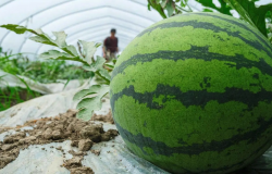 <strong>西瓜側蔓多怎麼辦？需要怎麼處理？</strong>