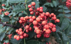 <strong>我國哪裏種植花椒最多？有哪些特點？</strong>