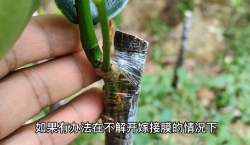 <strong>枇杷如何嫁接才能提高嫁接存活率？嫁接後如何管理？</strong>