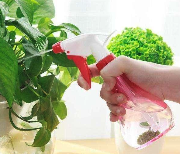 家庭養花不用藥可以治蟲嗎？如何自製殺蟲劑？