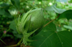<strong>棉花的蕾期是什麼時候？需要怎麼去管理？</strong>