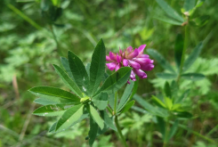 <strong>植物野火球對生態環境有什麼要求？形態特征是怎樣的？</strong>