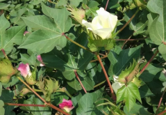 <b>棉花的花鈴期應該如何管理？需要注意哪幾個要點？</b>