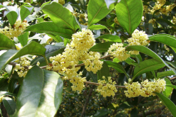 <strong>桂花如何養殖才養得好？需要注意什麼？</strong>