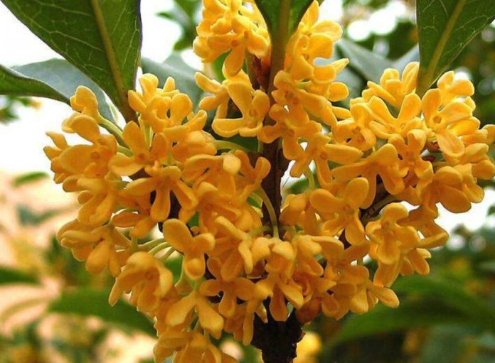 桂花如何養殖才養得好？需要注意什麼？