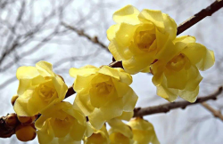 <strong>臘梅對生態環境有什麼要求？是什麼時候開花？</strong>