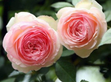 <strong>什麼是月季花？如何種植跟維護？</strong>