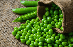 <strong>豌豆是什麼科屬的植物？有哪些特點？ </strong>