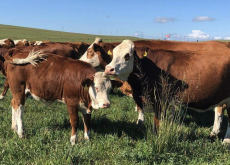 <strong>什麼是有機飼養方式和飼養管理？有什麼區別？</strong>