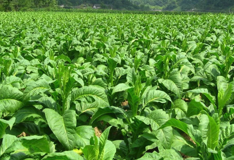 我國種植煙葉的地區是哪裏?年產量多少?