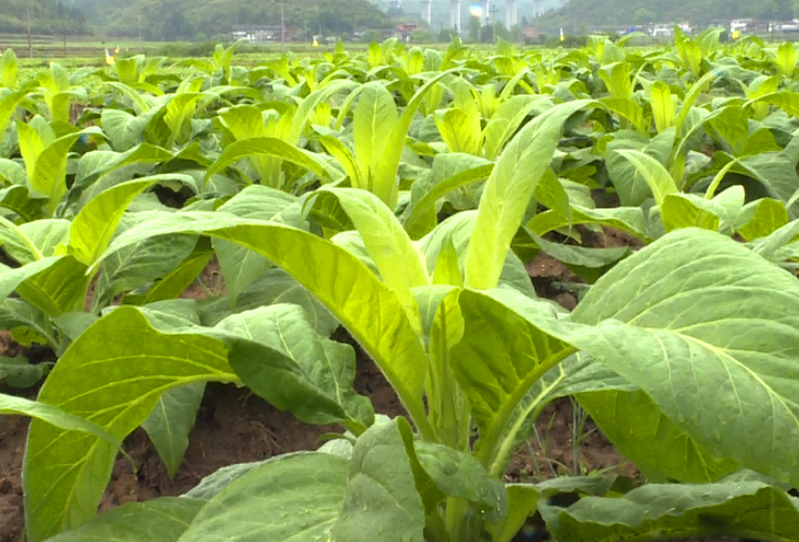 我國種植煙葉的地區是哪裏?年產量多少?