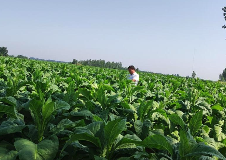 種植煙葉需要什麼條件?