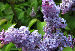 <strong>丁香花又叫什麼名字？有哪些形態特征？</strong>